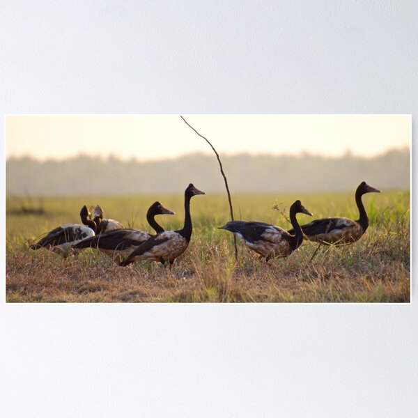 NT ~ WATERFOWL ~ Magpie Goose Q97MHSAS by David Irwin ~ WO Poster