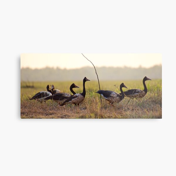 NT ~ WATERFOWL ~ Magpie Goose Q97MHSAS by David Irwin ~ WO Metal Print