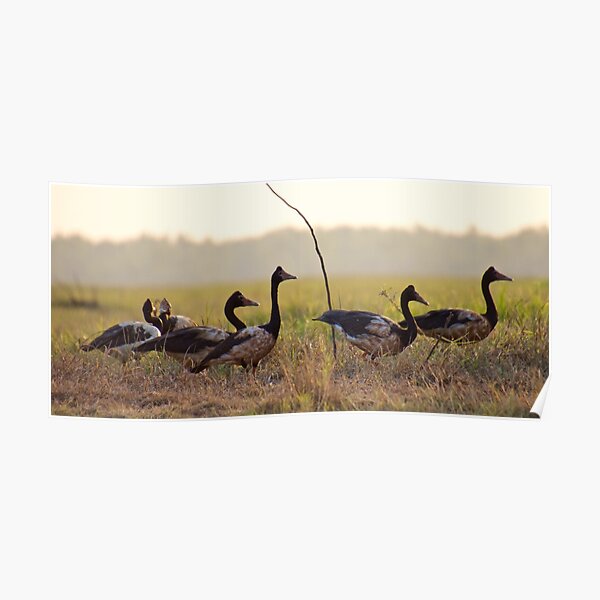 NT ~ WATERFOWL ~ Magpie Goose Q97MHSAS by David Irwin ~ WO Poster