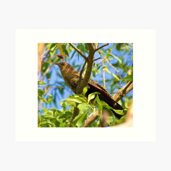 NT ~ CUCKOO ~ Pheasant Coucal 4H4RZ2VZ by David Irwin ~ WO Art Print