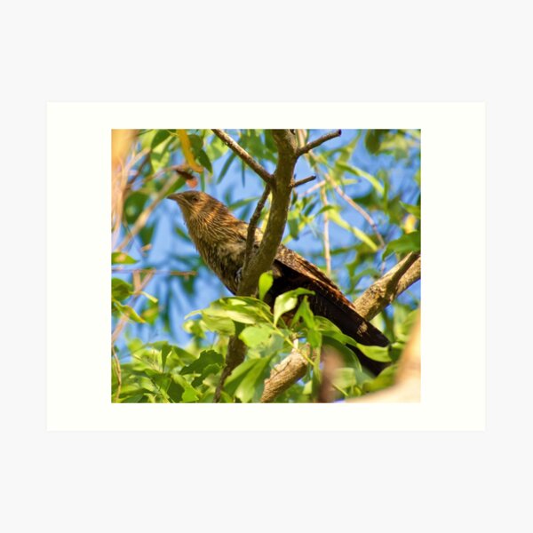 NT ~ CUCKOO ~ Pheasant Coucal by David Irwin ~ WO Art Print