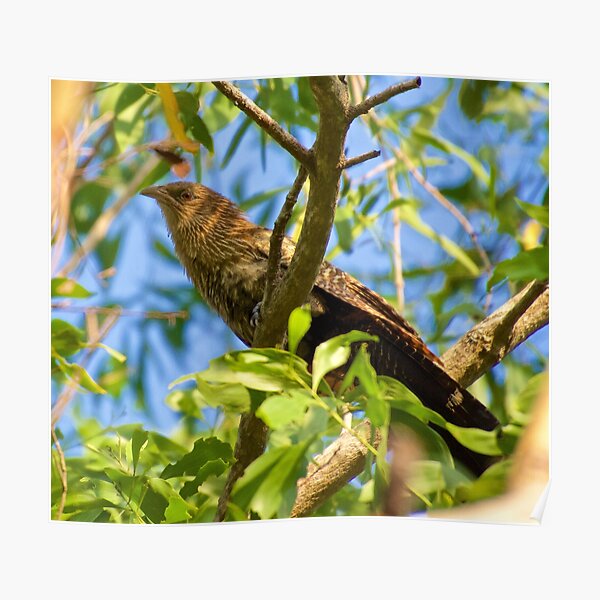 NT ~ CUCKOO ~ Pheasant Coucal 4H4RZ2VZ by David Irwin ~ WO Poster