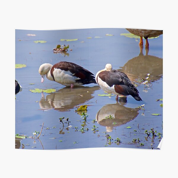 NT ~ WATERFOWL ~ Radjah Shelduck by David Irwin ~ WO Poster