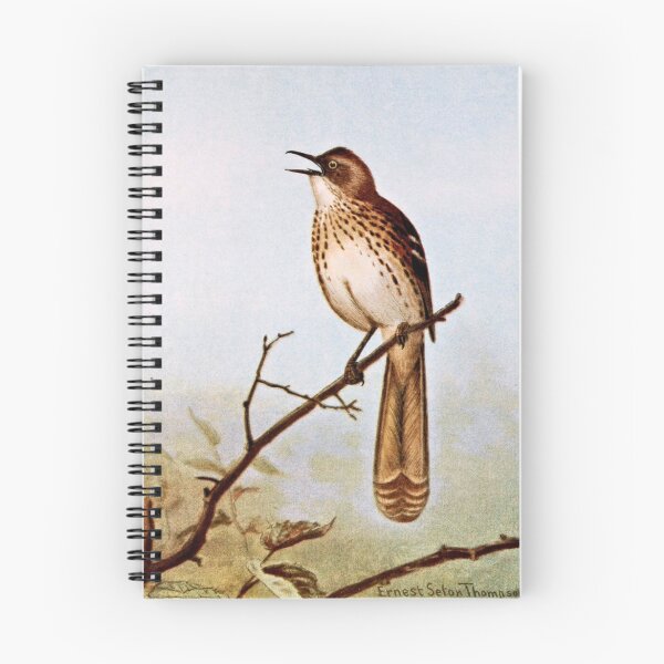 Item preview, Brown Thrasher Bird Art designed and sold by goldenmenagerie.