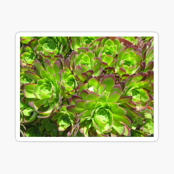 Bright Green Succulent Garden - Nature Photography Sticker