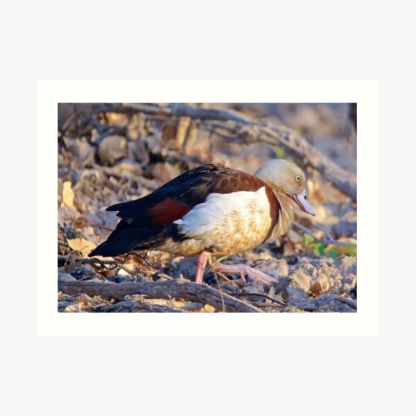NT ~ WATERFOWL ~ Radjah Shelduck by David Irwin ~ WO Art Print