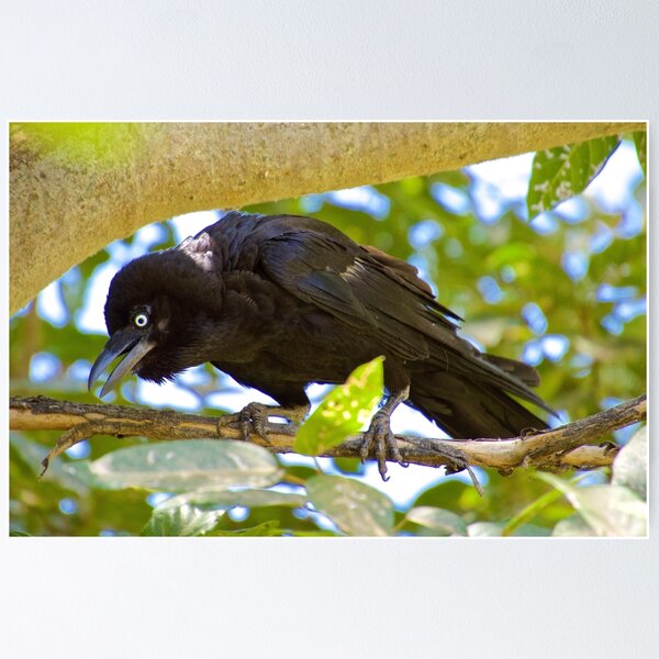 NT ~ RAVEN ~ Torresian Crow syhUmPBC by David Irwin ~ WO Poster