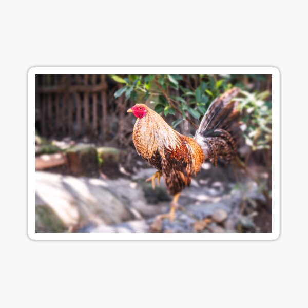 Chicken Rooster Manok Stickers For Sale Redbubble