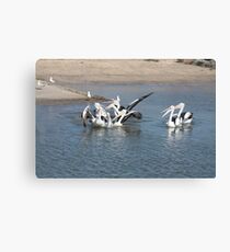 Squabble, Squabble Canvas Print