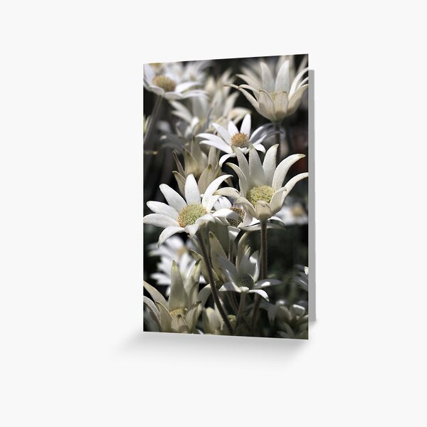 Item preview, Flock of Flannel Flowers designed and sold by Siene Browne.
