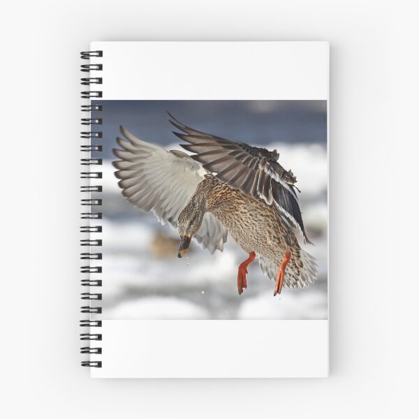 Item preview, Flaps down - Mallard designed and sold by James Cumming.