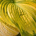 «Atención de superficie - Hosta» de Marilyn Cornwell