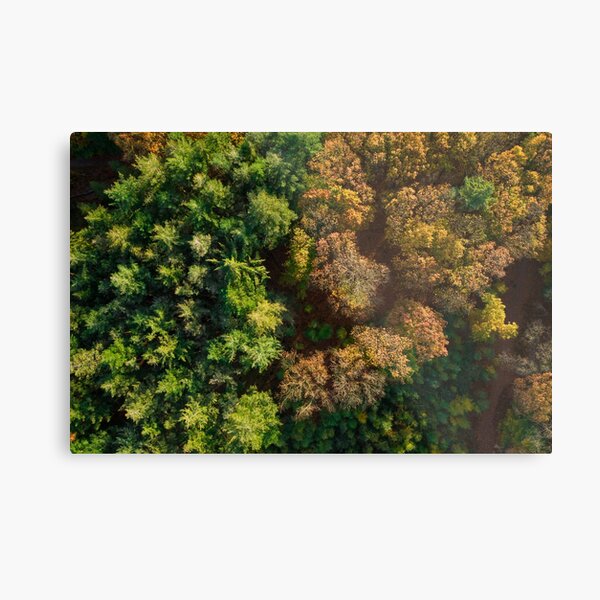 Trees Metal Print