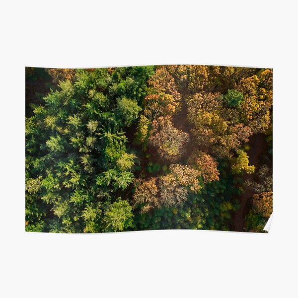 Trees Poster