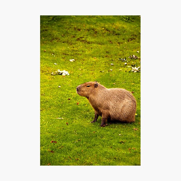 Capybara Art Print Available in 4x6 5x7 and 8x10 Sizes -   Рисунки  животных, Милые рисунки, Капибара