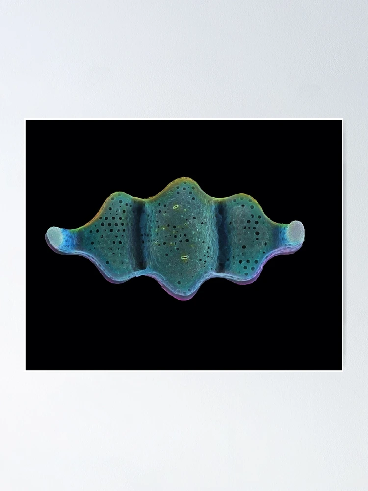 Thumbnail 1 of 3, Poster, Blue Ribbon designed and sold by BlueOcean.