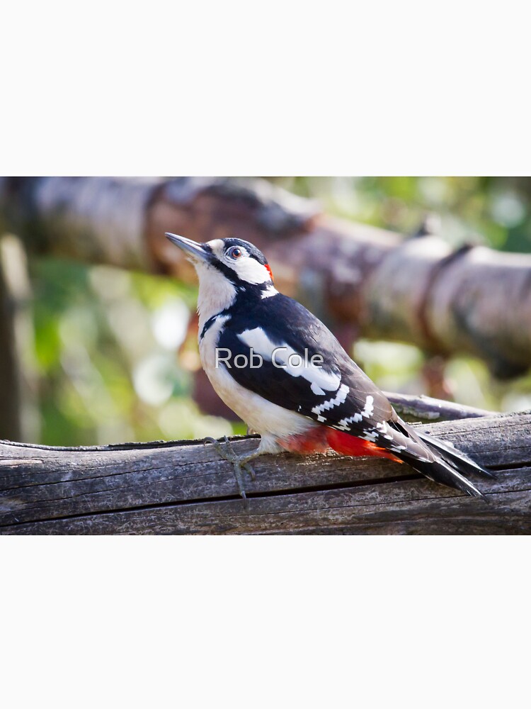 Great Spotted Woodpecker (Dendrocopos major) by robcole