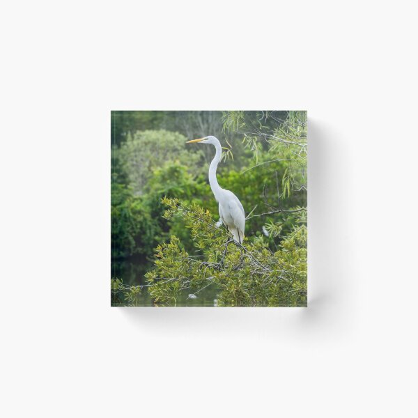 Item preview, The Kings Great Egret of  Gatorland designed and sold by KensLensDesigns.