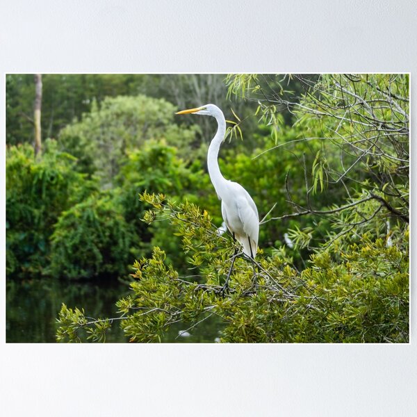 Item preview, The Kings Great Egret of  Gatorland designed and sold by KensLensDesigns.