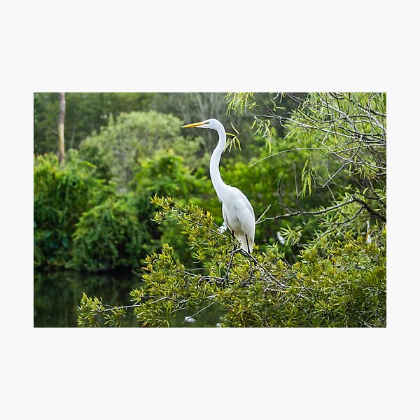 Item preview, The Kings Great Egret of  Gatorland designed and sold by KensLensDesigns.
