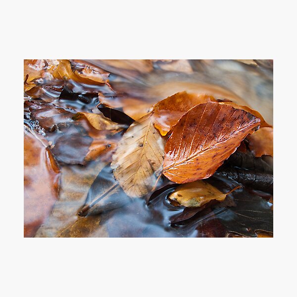 Autumn flow Photographic Print