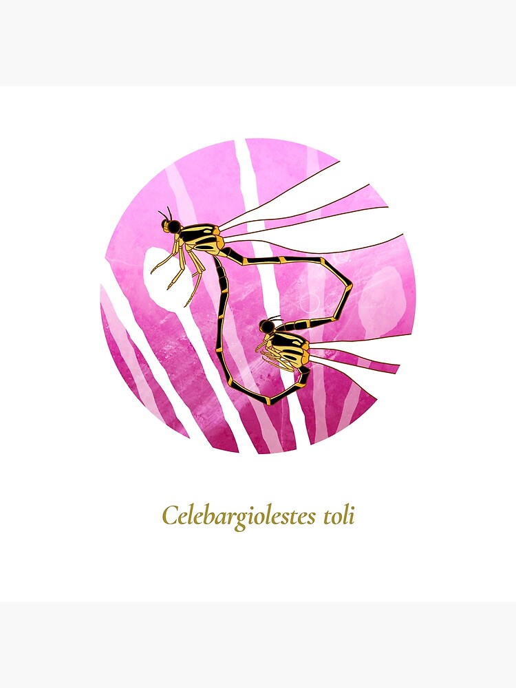 The Circles of Life: Celebargiolestes toli by franzanth