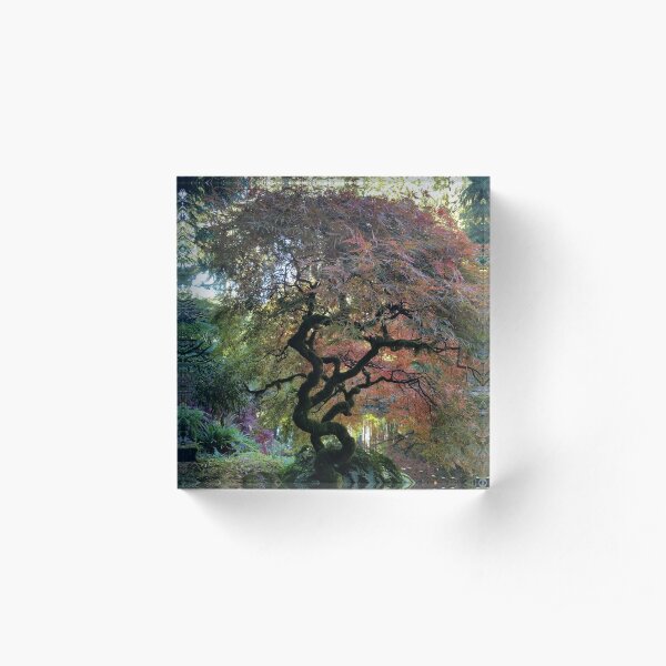 Favorite Tree Acrylic Block