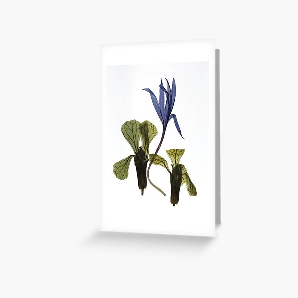 untitled Greeting Card