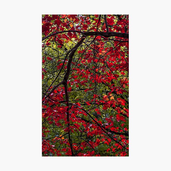 Item preview, Red Autumn designed and sold by kevin myron.