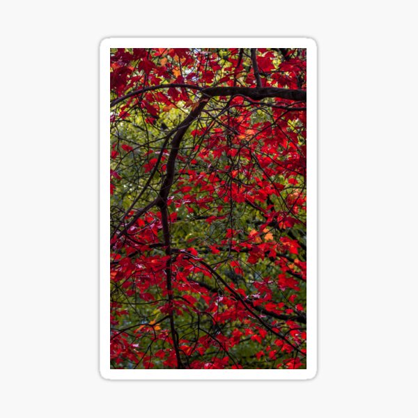 Item preview, Red Autumn designed and sold by kevin myron.
