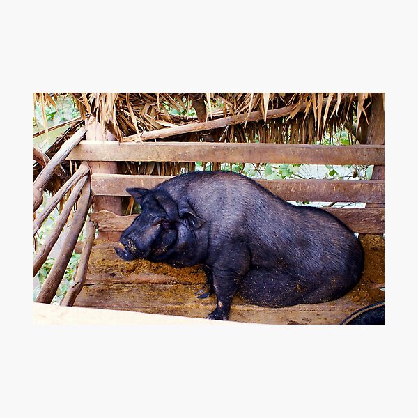Laos Pig Photographic Print