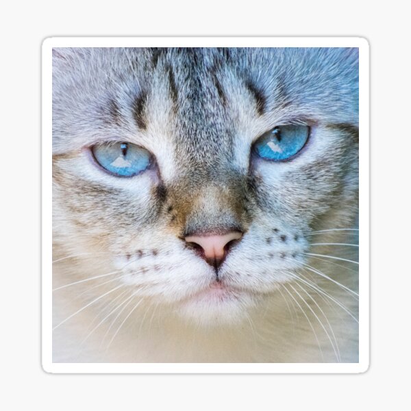Item preview, sweet blue eyes designed and sold by TessAndre.