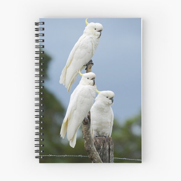 Item preview, Cockatoos At Feed Time In Our Backyard. Brisbane, Australia. designed and sold by Ralph de Zilva.