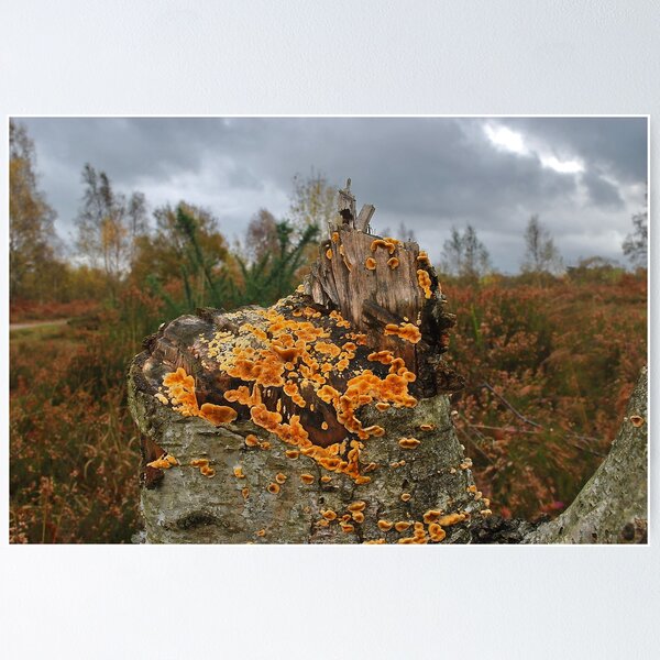 Item preview, Stump fungus designed and sold by relayer51.