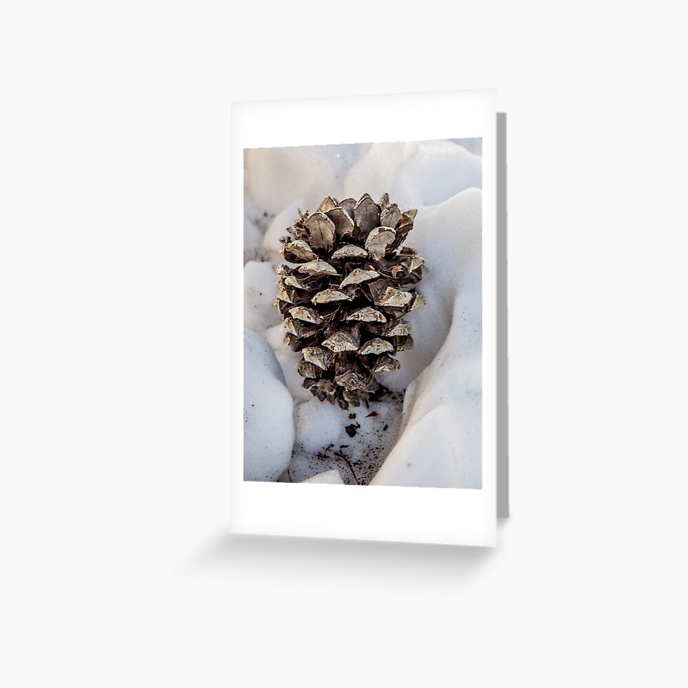 Pine Cone in the Snow Greeting Card