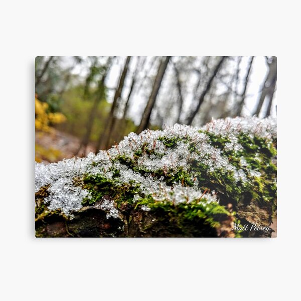 snow on moss Metal Print