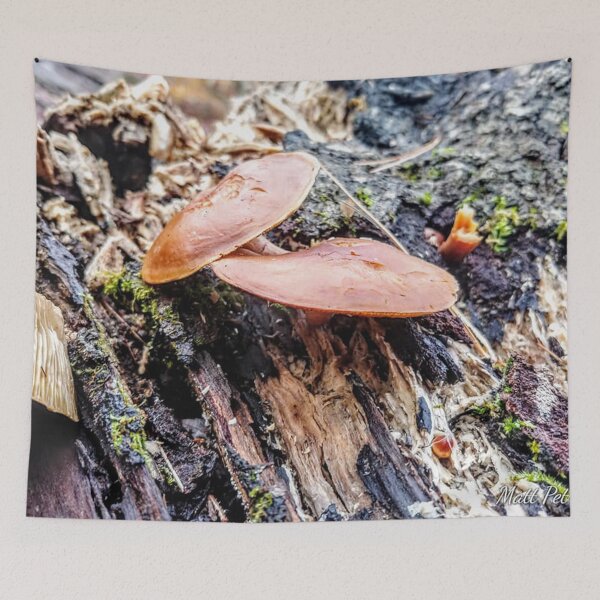 Aperçu de l'œuvre champignons et mousse sur une bûche morte créée et vendue par mattpetrey.
