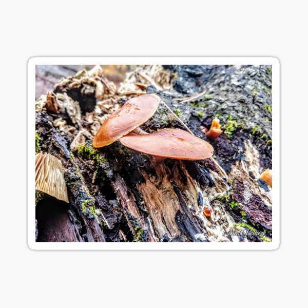 mushrooms and moss on a dead log Sticker