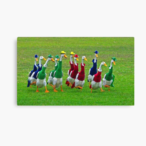 Indian Runner ducks race at dog trials Canvas Print