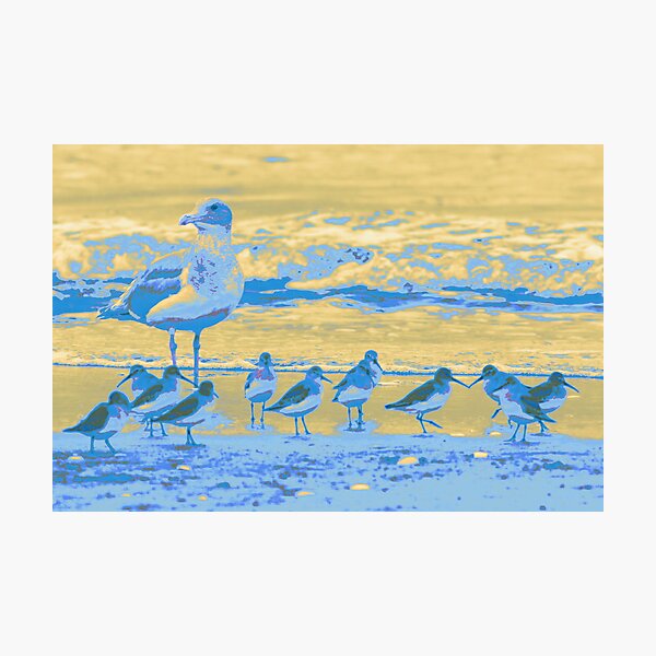 Shore Birds Photographic Print