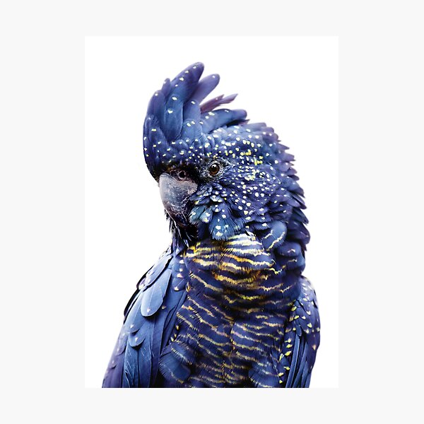 Black Cockatoo Photographic Print