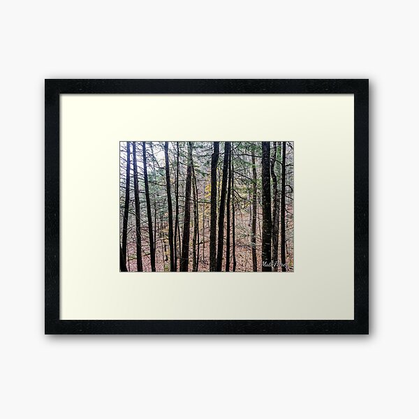 trees in the fall Framed Art Print