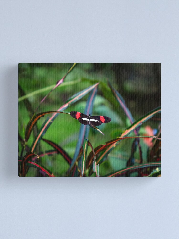 Thumbnail 1 of 3, Canvas Print, Uvita Butterfly Garden designed and sold by darren-j-mcleod.