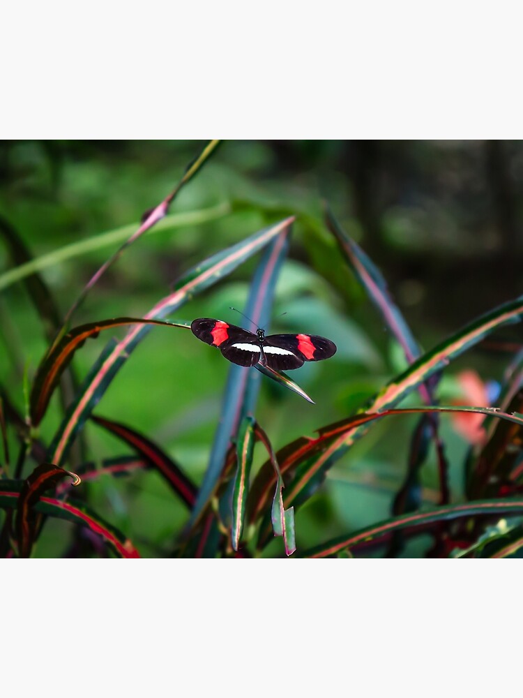 Thumbnail 3 of 3, Canvas Print, Uvita Butterfly Garden designed and sold by darren-j-mcleod.