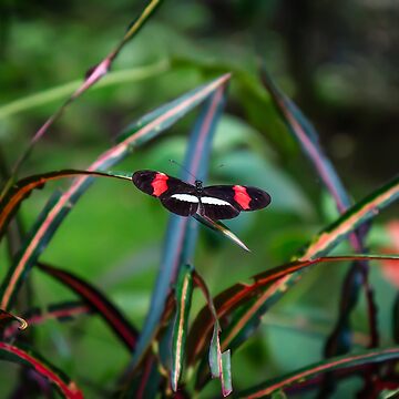 Artwork thumbnail, Uvita Butterfly Garden by darren-j-mcleod