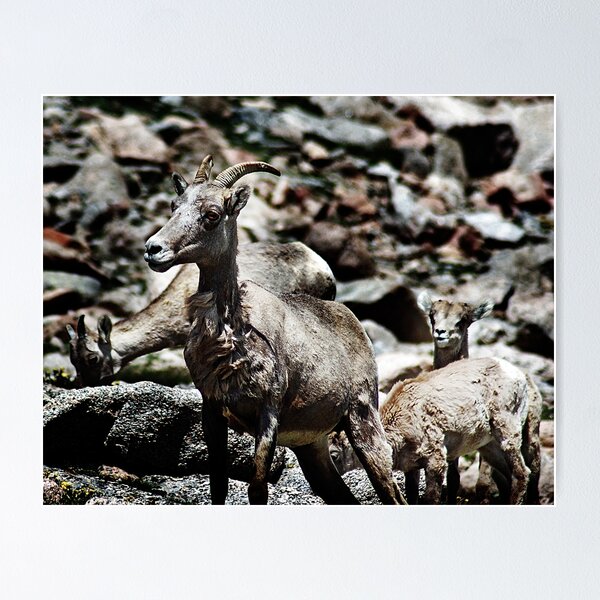 Item preview, Ewe and the Kids designed and sold by ShotByAWolf.