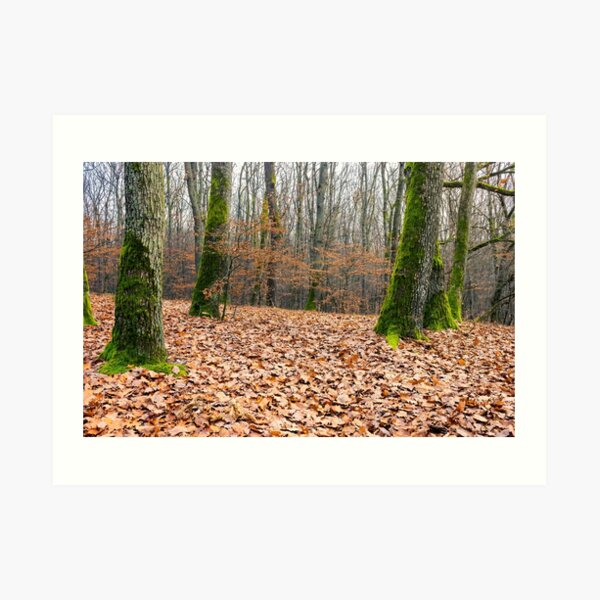 leafless forest in autumn Art Print