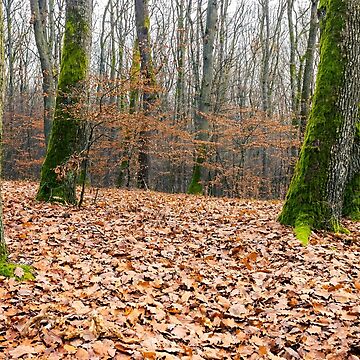Artwork thumbnail, leafless forest in autumn by mike-pellinni