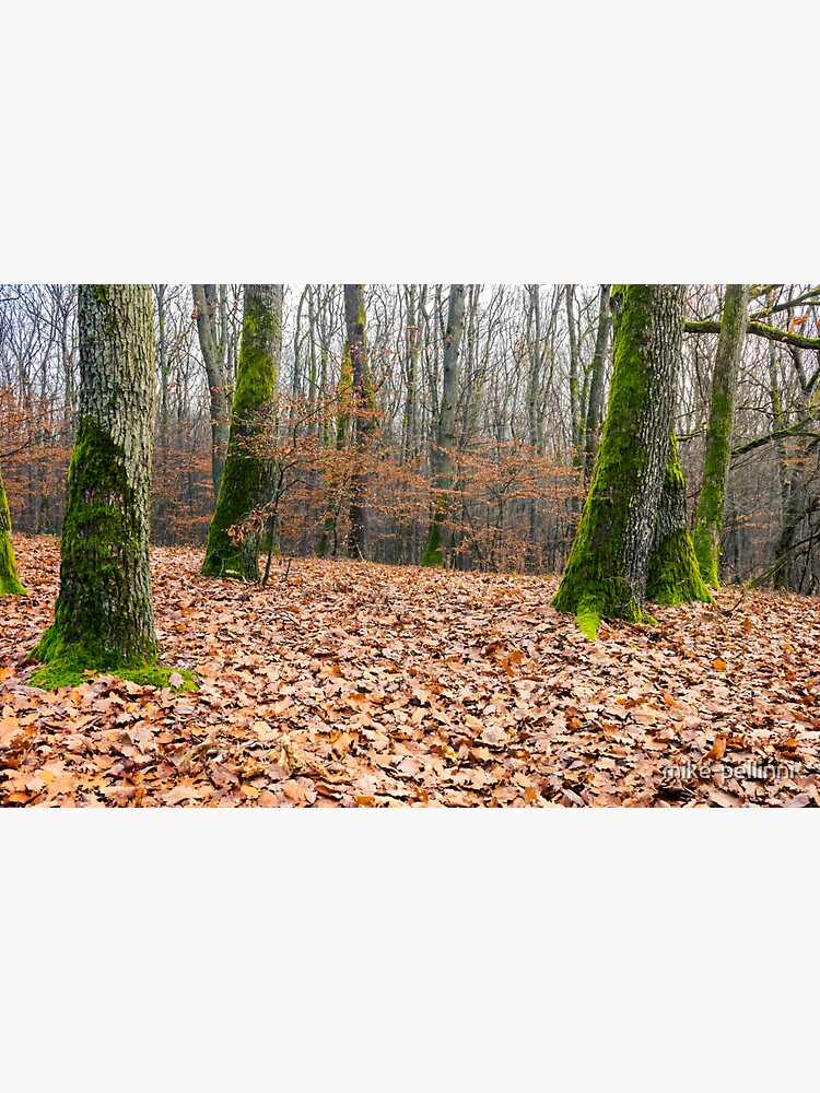 Thumbnail 3 of 3, Sticker, leafless forest in autumn designed and sold by mike-pellinni.