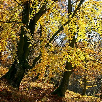 Artwork thumbnail, golden foliage in the forest by mike-pellinni